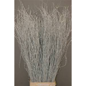 Birch White 120cm