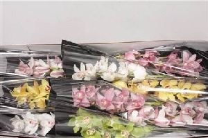 Orchids - Cymbidium Mixed Colours 9 in BOX
