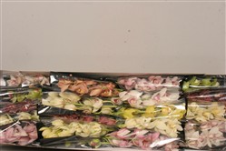 Orchids - Cymbidium MINI Mixed Colours 20 in a BOX
