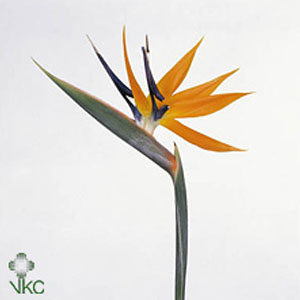 Strelitzia (Bird of Paradise)