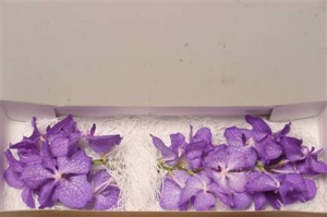 Orchids - Vanda Blue Magic (blue-bleu)