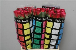 Rose (Large Head) Amalia (deep pink/burgundy)