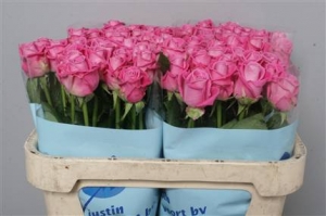Rose (Large Head) Aqua (pink)