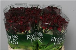 Rose (Large Head) Black Baccara (red)