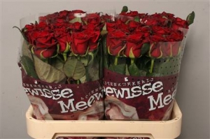 Rose (Large Head) Grand Prix (red