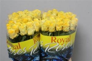 Rose (Large Head) Ilios (yellow)