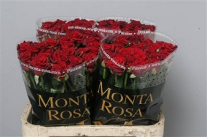 Rose (Large Head) Passion (Red)