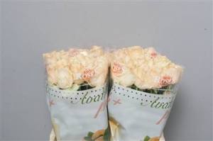 Rose (Large Head) Peach Avalance (peach-salmon)