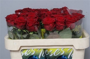 Rose (Large Head) Red Naomi (Red)