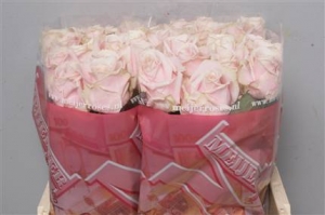 Rose (Large Head) Sweet Avalanche (Pink)