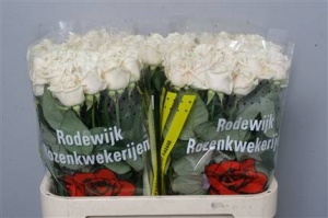 Rose (Large Head) Vendela (ivory)