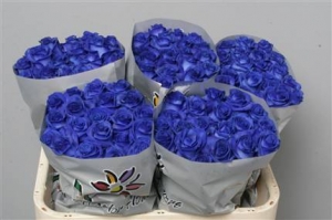 Rose (Large Head) Vendela Blauw (blue)