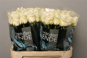 Rose Akito (white)