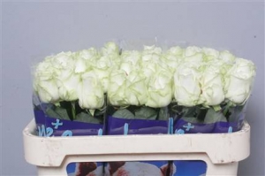 Rose (Large Head) Avalanche (Cream/White)