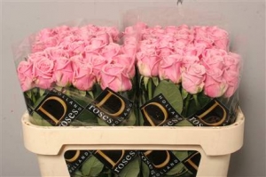 Rose (Large Head) Heaven  (pink)