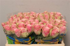 Rose (Large Head) Belle Rose (pink)