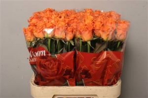 Rose (Large Head) Colandro (orange)