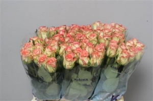 Rose (Large Head) Duett (bicolor)