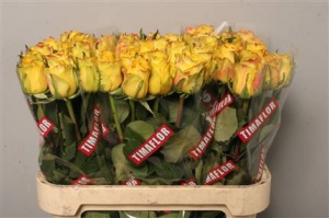 Rose (Large Head) High & Yellow Magic (yellow,Red Tips)