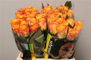 Rose (Large Head) Marie-claire (orange)