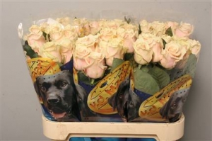 Rose (Large Head) Talea (Cream)