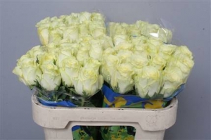 Rose (Large Head) Vanilla Sky (Pale Yellow)