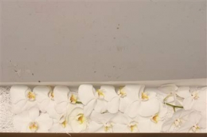 Orchids - Phalaen Wit (white-blanc)
