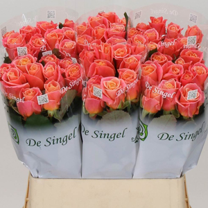 Rose Miss Piggy