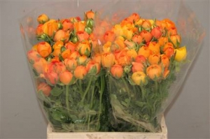 Ranunculus Orange (orange)