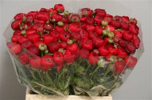 Ranunculus Rood (red-rouge)