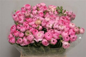 Ranunculus Pink (pink-rose)