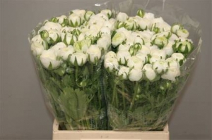 Ranunculus White (white-blanc)