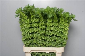 Moluccella Stuk (green-vert)