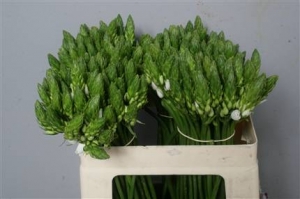 Ornitigalum Thyrsoides (white-blanc)