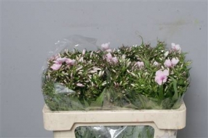 Phlox P Bright Eyes (pink)