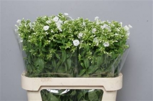 Phlox P Icecap (white)