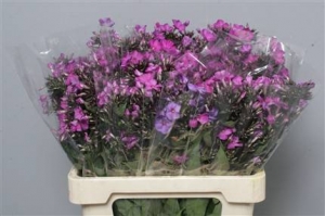 Phlox P Van Gogh (purple)
