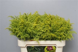 Solidago Tara(yellow)