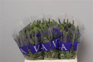 Veronica Blauw (blue-bleu)
