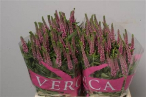 Veronica Rose (pink-rose)