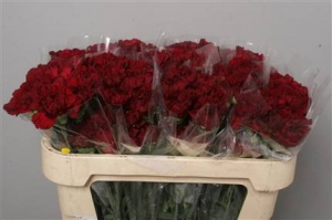 Dianthus St (Large Head Carnations)  Bordeaux (Bordeaux)
