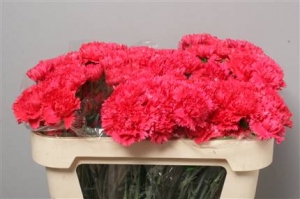 Dianthus St (Large Head Carnations)  Castellaro (Red)