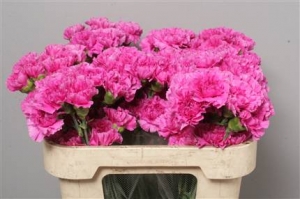 Dianthus St (Large Head Carnations)  Farida (Purple)