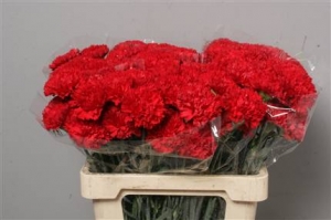 Dianthus St (Large Head Carnations)  Overig Red (Red)