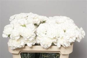 Dianthus St (Large Head Carnations)  Overig White (White)