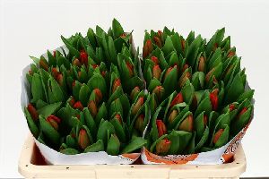 Tulip - Red