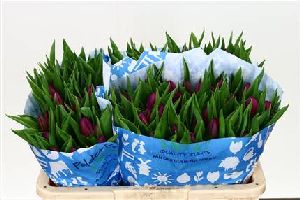 Tulip En Purple Prince (purple)