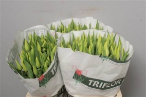 Tulip En Strong Gold (yellow-jaune)