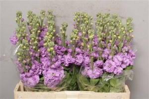 Matthiola incana Lavend (Stock)