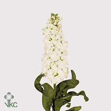 Matthiola incana Aida (Stock)